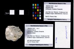 Foto (Objekt + Etikett) von Goniodromites sp.  (NHMW-GEO-1990-0041-2567)